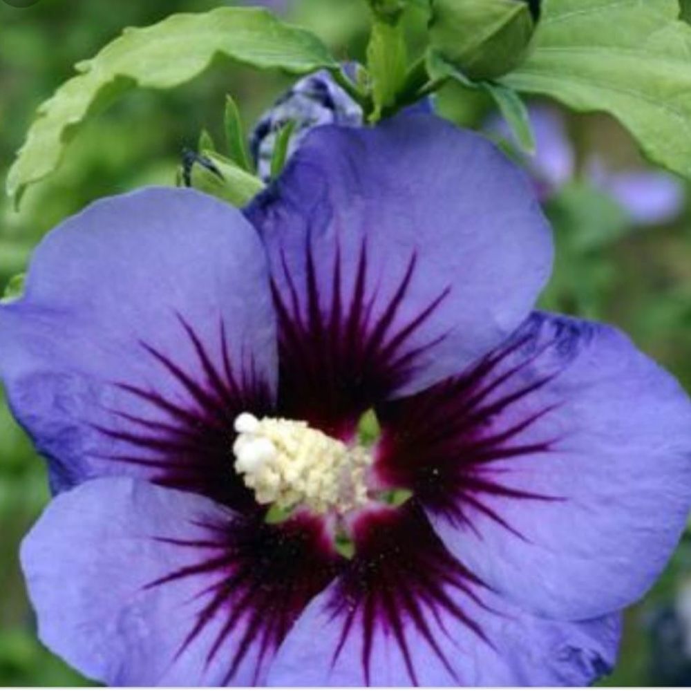 Meet your Posher, Martha